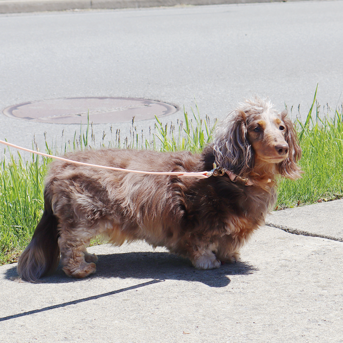 Waterproof Dog Leash Bundle