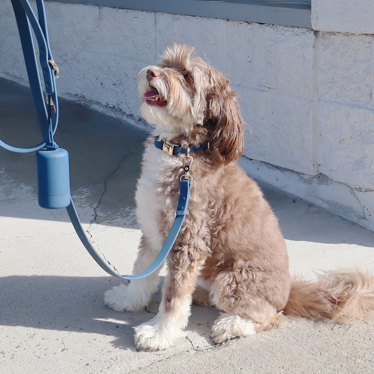 Waterproof Dog Leash Bundle